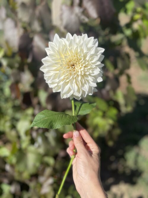 the language of flowers